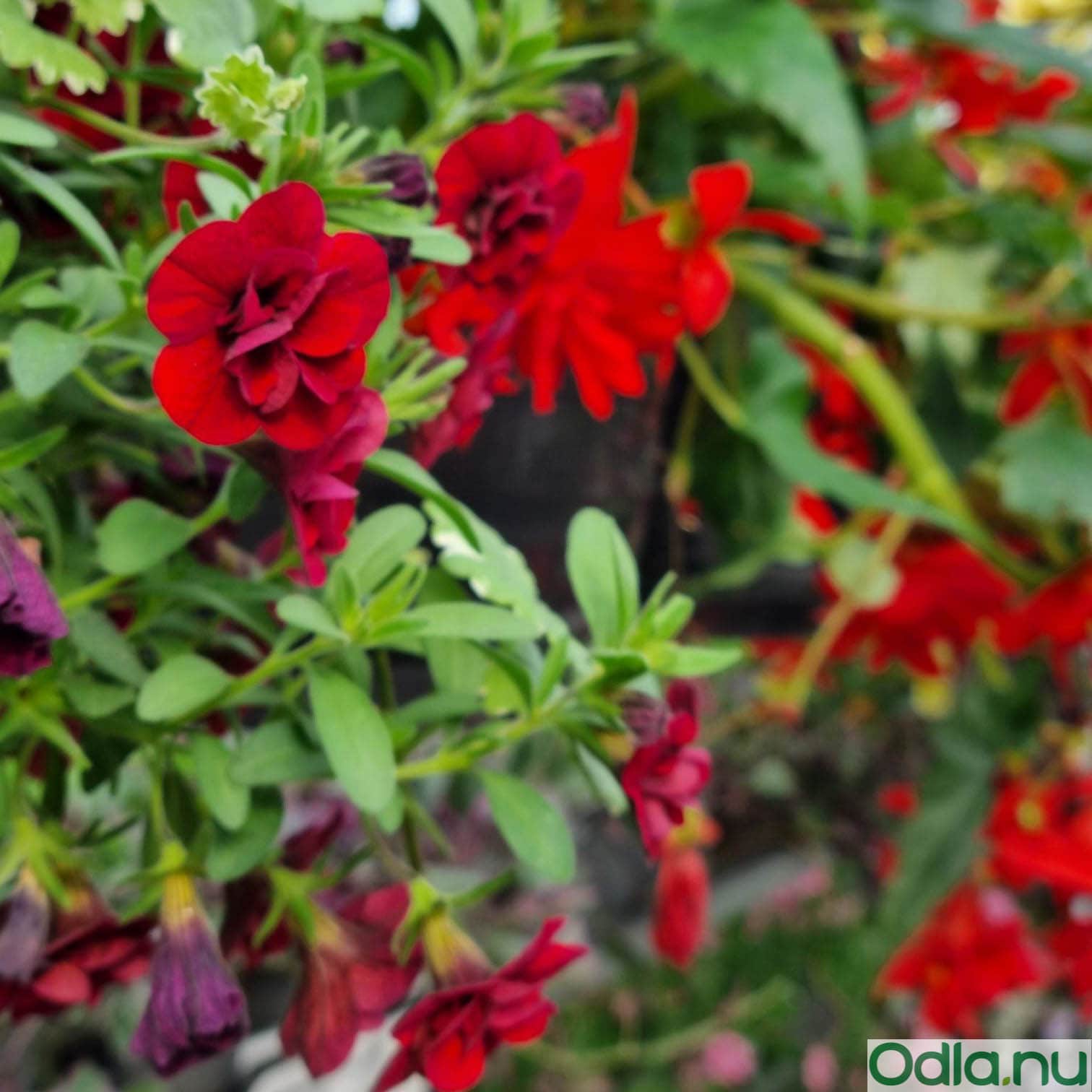 minipetunia-superbells-double-ruby---3-planto-3