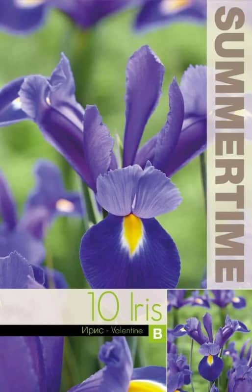 hollndsk-iris-valentine-10st-1
