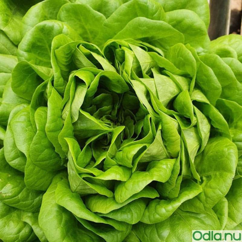 sallat-hawking-105cm-kruka-1