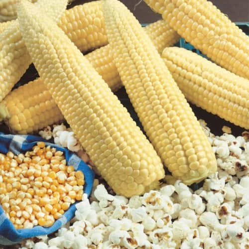 popcornmajs-popcorn-robust-3