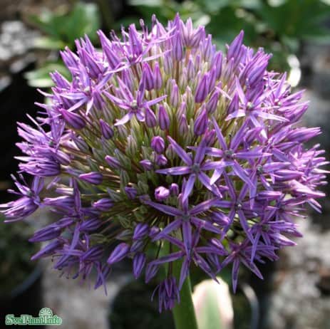 allium-jttelk-gladiator-1st-3