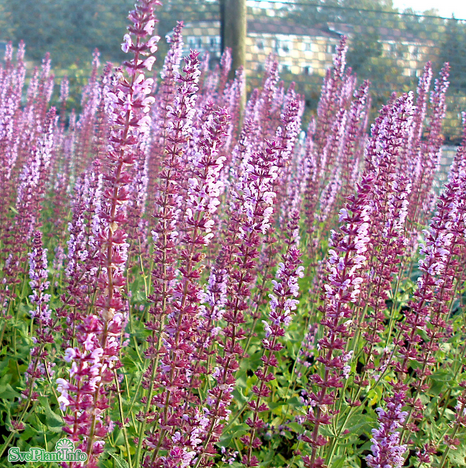 stppsalvia-amethyst-11cm-kruka-1