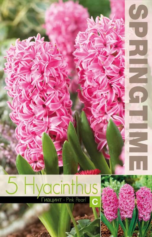 hyacint-pink-pearl-5st-2