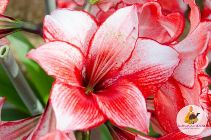 amaryllis-charisma-1st-2