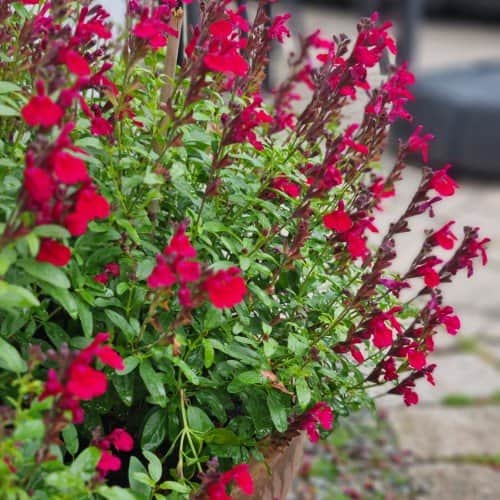 salvia-visional-wine-red-105cm-kruka-1