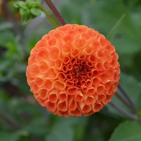 pompon-dahlia-bantling-1st-1