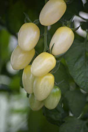 krsbrstomat-krebs-white-f1-eko-2