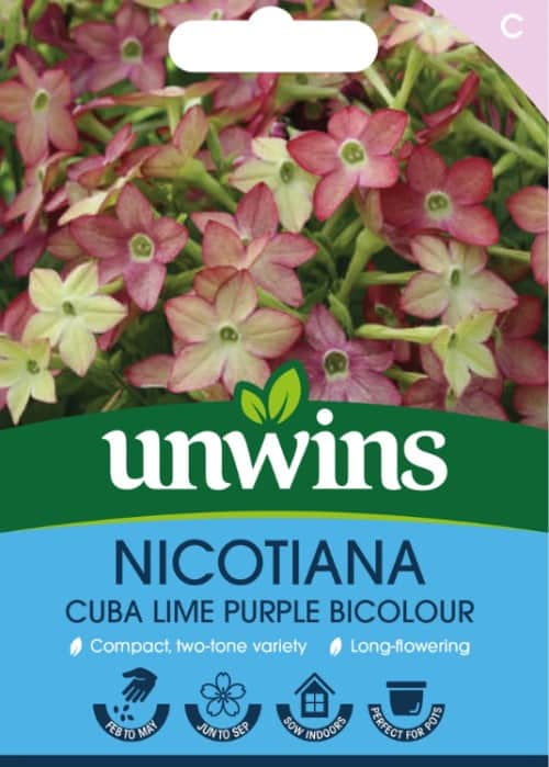 blomstertobak-cuba-lime-purple-bicolour-1