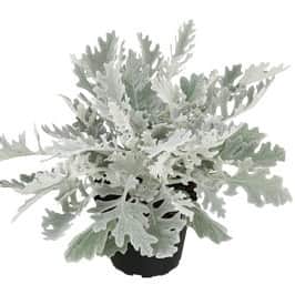 silverek-winter-whisper-12cm-kruka-2