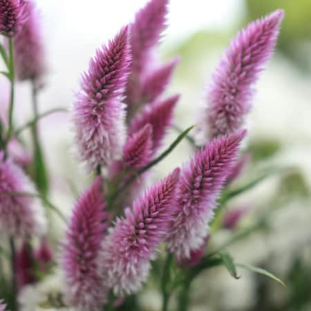 axamarant-flamingo-carmine---3-plantor-1