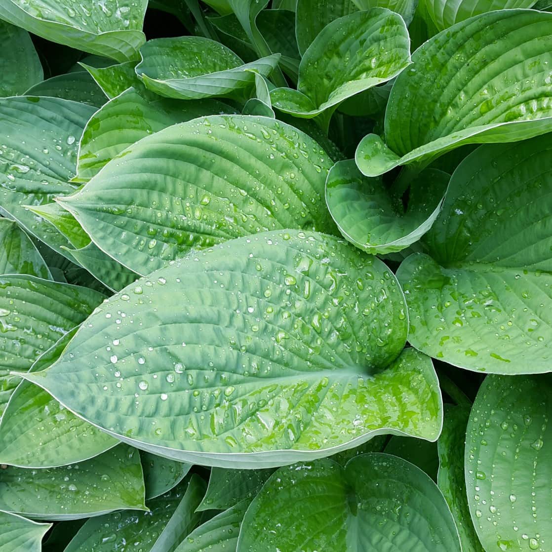 hosta-jurassic-park-1st-barrotad-1