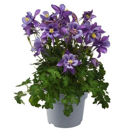 akleja-earlybird-purple-blue-12cm-kruka-1