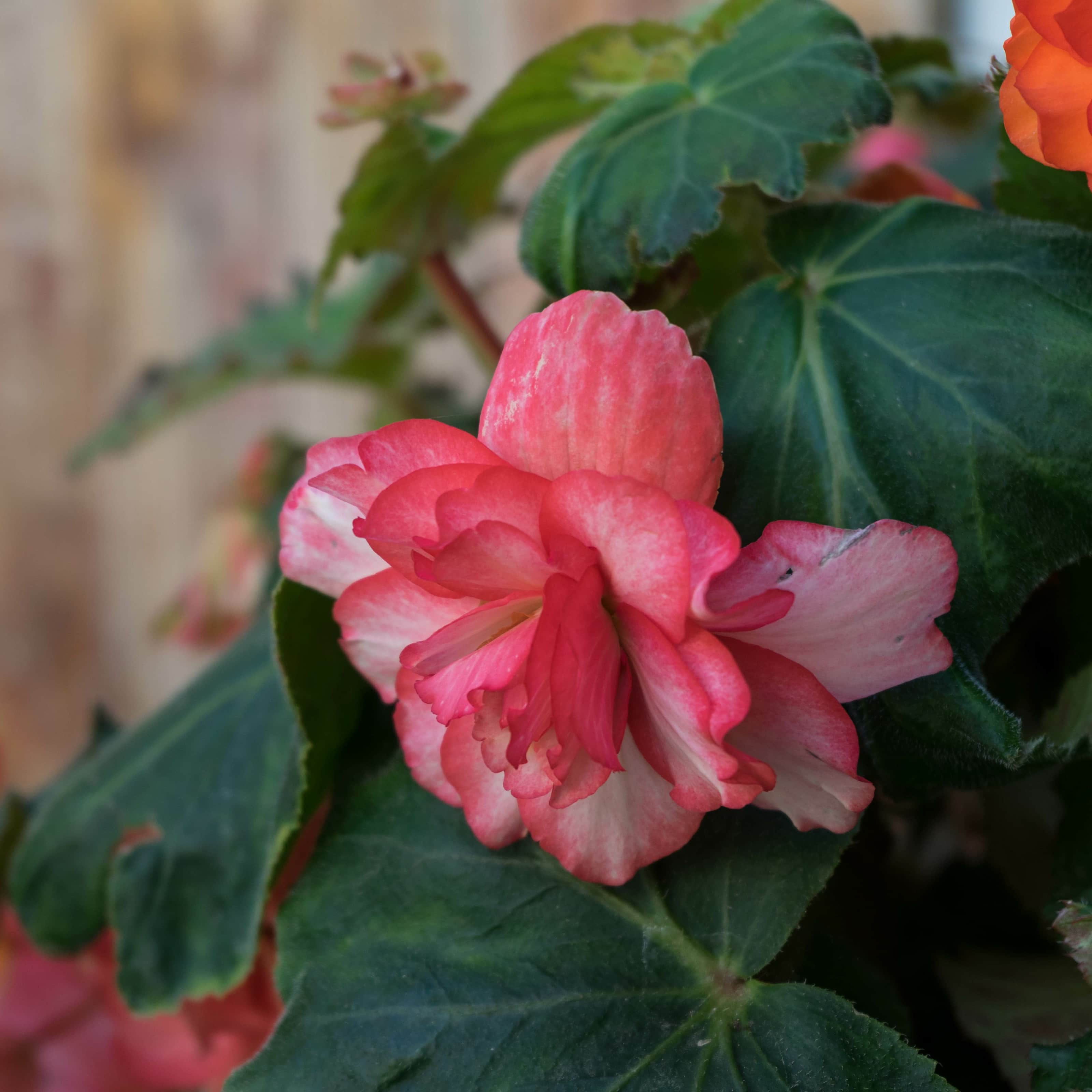 begonia-hng-cascade-florence-3st-1