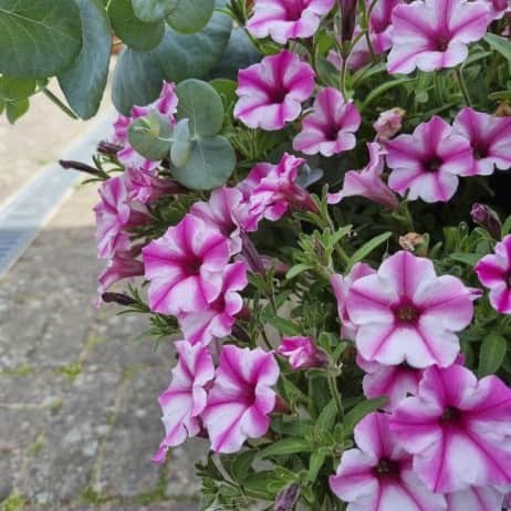 petunia-mini-vista-pink-star-105cm-kruka-1