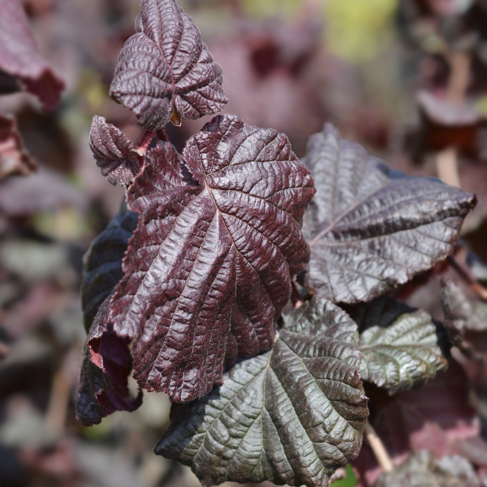 Rödbladig ormhassel ’Red Majestic’ Sh 80 co