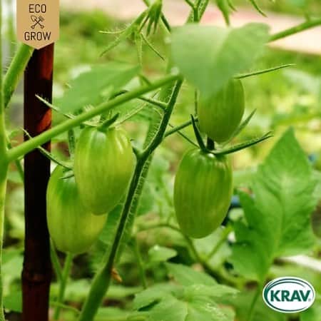 miniplommontomat-artisan-green-tiger-krav-mrk-1