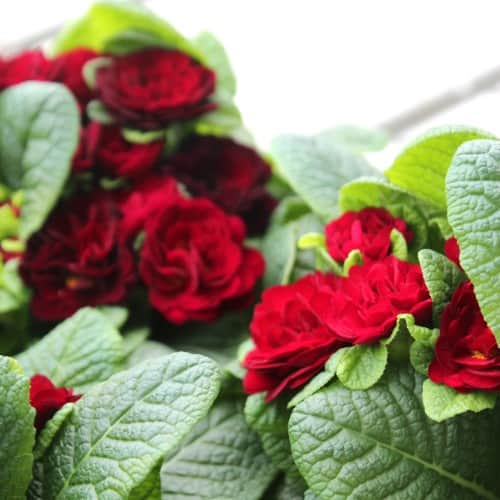 jordviva-belarina-valentine-12cm-kruka-2