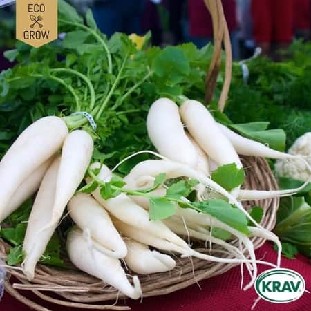rttika-daikon-mino-early-krav-mrkt-1