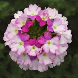 verbena-compact-bicolor-rose-3-plantor-1