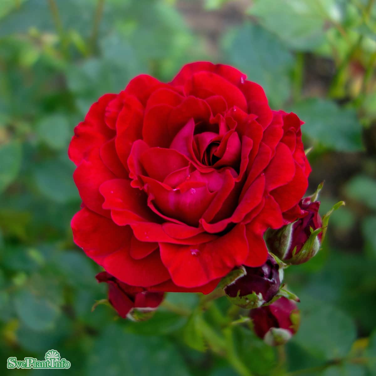 klasblommande-ros-nina-weibull-20cm-kruka-1