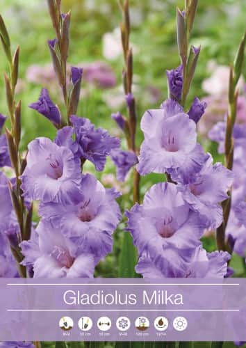gladiolus-milka-7st-1