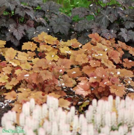 alunrot-creme-brulee-12cm-kruka-1