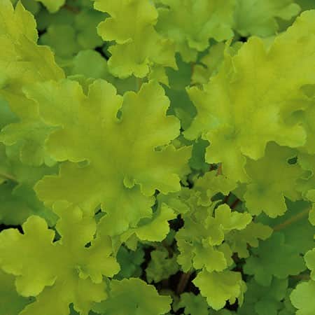 alunrot-lime-marmalade-12cm-kruka-1