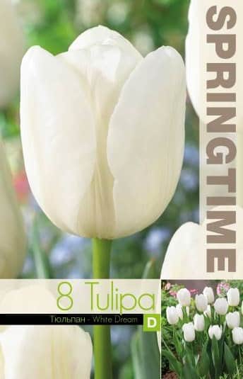 triumphtulpan-white-dream-8st-2