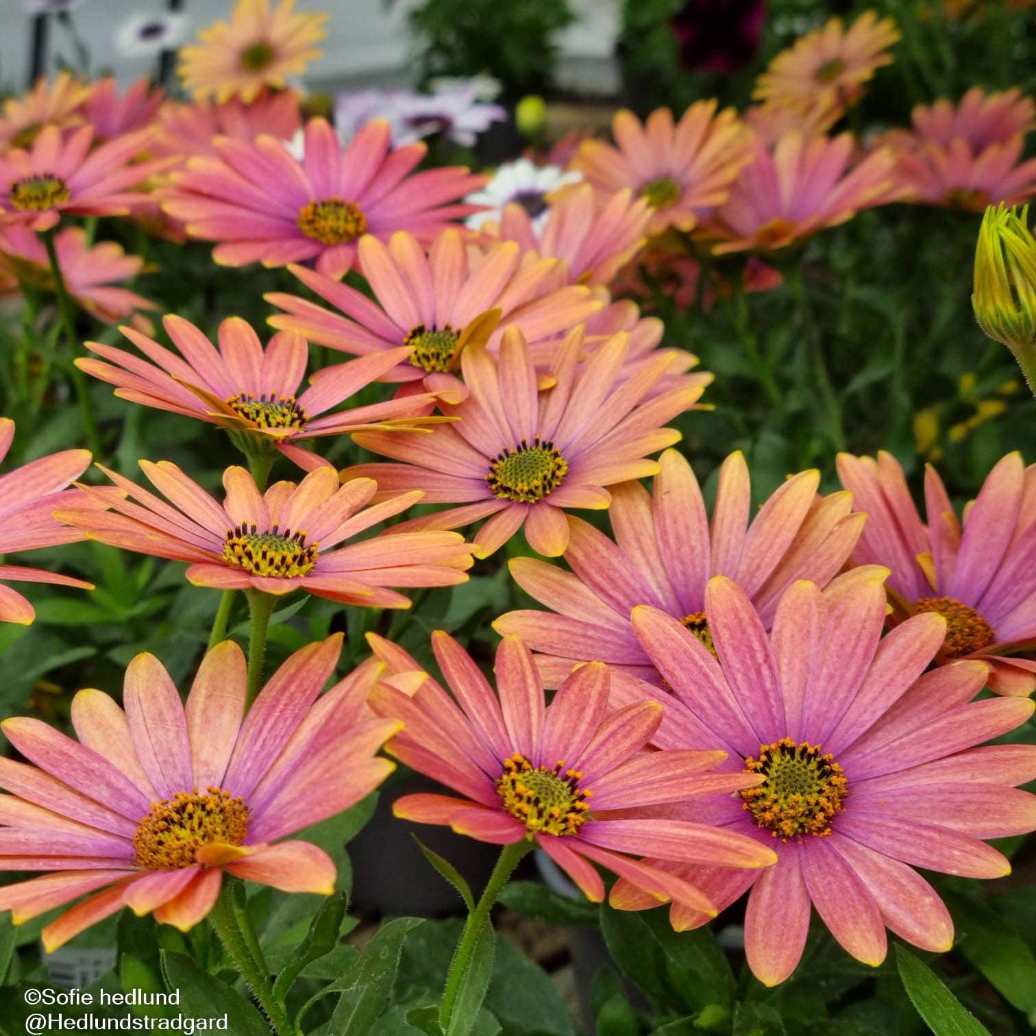 stjrnga-summersmile-sunrise---3-plantor-1