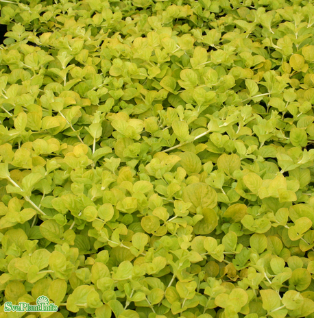 penningblad-goldilocks-12cm-kruka-1