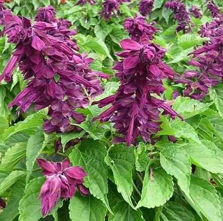 Kop Salvia Go Go Purple 10 5cm Kruka Hos Din Tradgardsmas Odla Nu