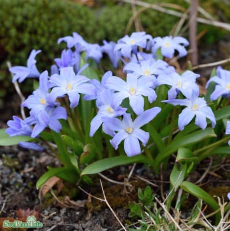 vrstjrna-blue-25st-1