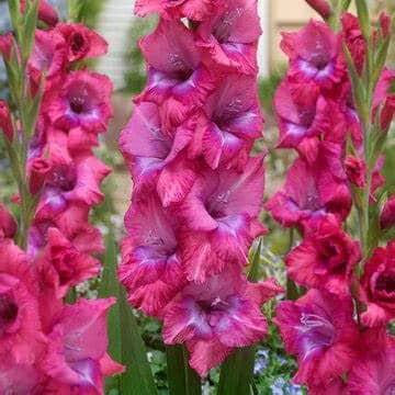 gladiolus-lumierre-7st-1