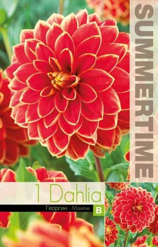 dekorativ-dahlia-maxime-1st-1