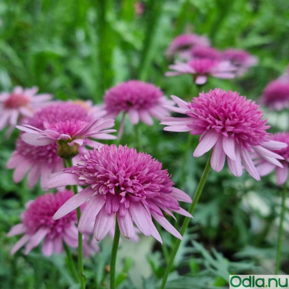 margerit-madeira-crested-pink-105cm-kruka-1