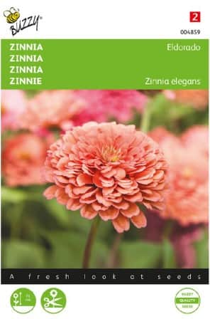 zinnia-eldorado-1