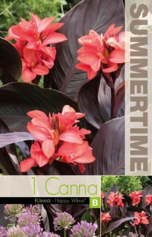 canna-happy-wilma-1