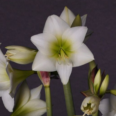 amaryllis-white-garden-1st-1