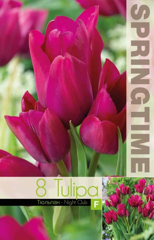 multi-flowering-tulpan-night-club-8st-1