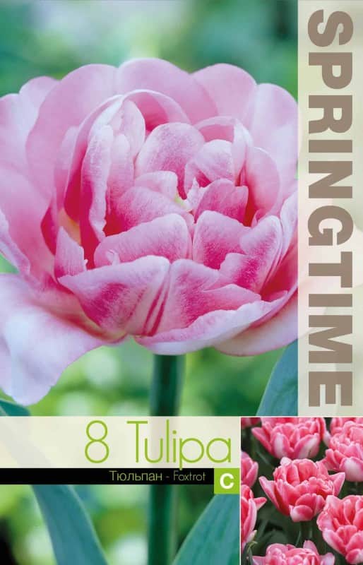 dubbel-tidig-tulpan-foxtrot-8st-1