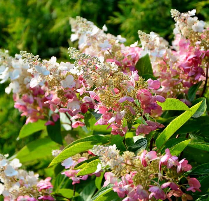 vipphortensia-tickled-pink-5l-1