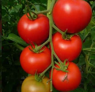 tomat-brilliante-105cm-kruka-1