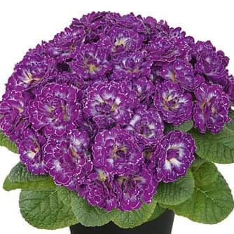 jordviva-belarina-purple-dawn-12cm-kruka-1