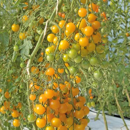 krsbrstomat-goldkrone-105cm-1