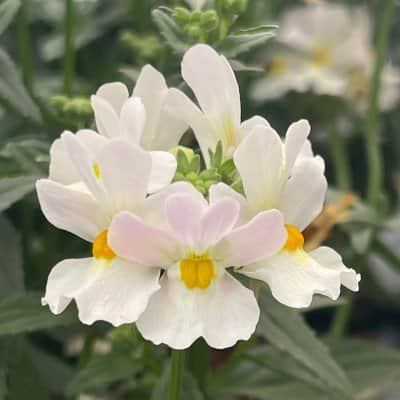nemesia-neminio-up-pearl---3-plantor-1