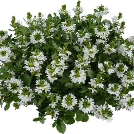 femtunga-fancy-white-105cm-kruka-1