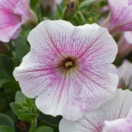 petunia-surfinia-classic-sweet-pink---3-plant-1