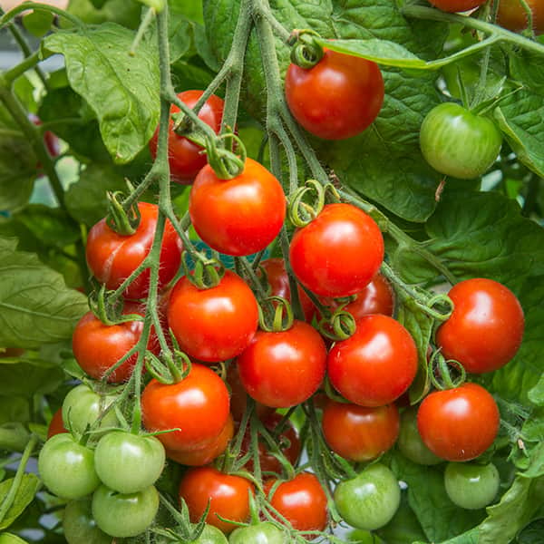 krsbrs--tomat-gardeners-delight-3