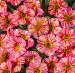 minipetunia-superbells-tropical-sunrise---3-p-1