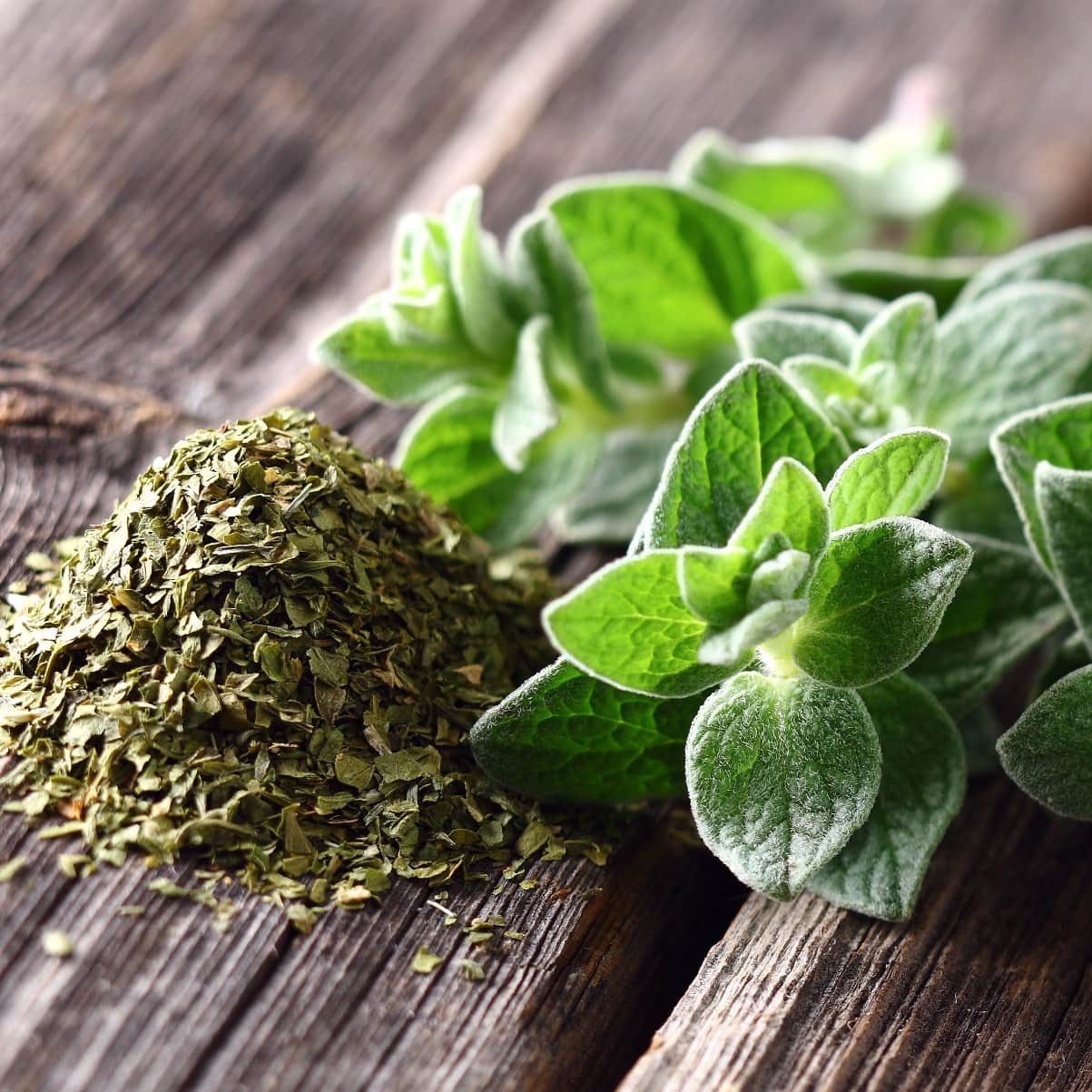 oregano-hot-spicy-105cm-kruka-2